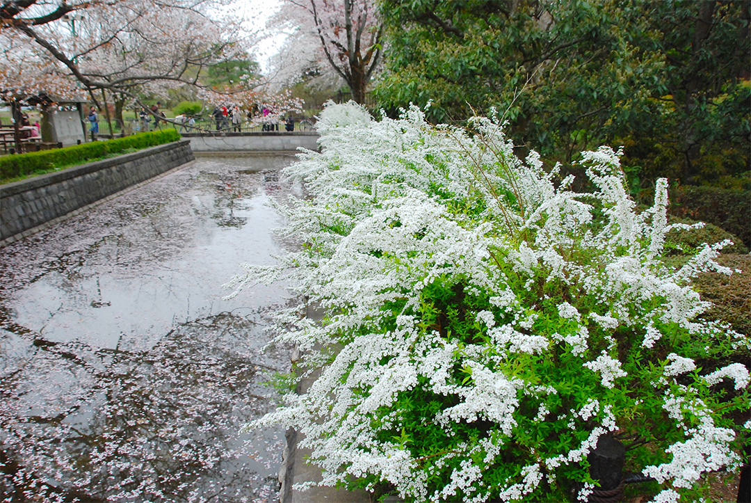 桜の花びらが浮く堀に咲くユキヤナギ