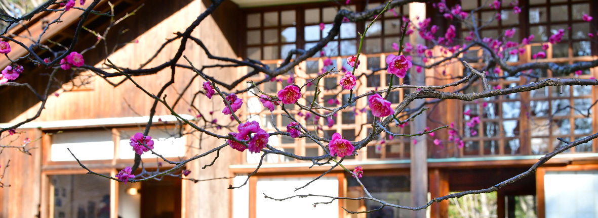 前川國男邸と梅の花