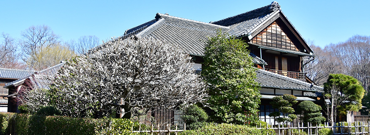 川野商店（和傘問屋）と梅